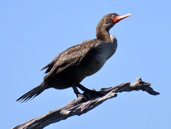 Low angle view of bird perching on branch against sky