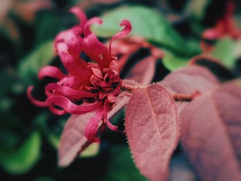 Close-up of red flowers blooming in park