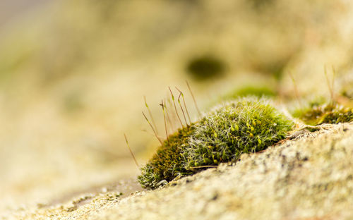 Close-up of spiked plant