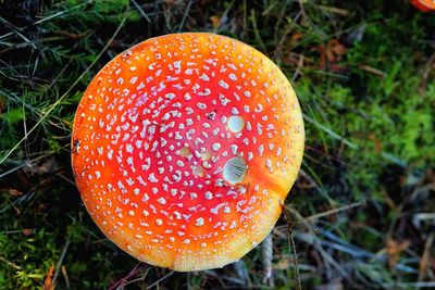 Close-up of fly agaric mushroom on field