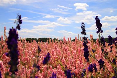 Close-up of fresh flowers against cloudy sky