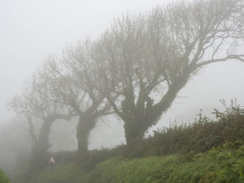 Trees on landscape against sky