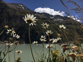 Low angle view of white daisy flowers by lake against mountain