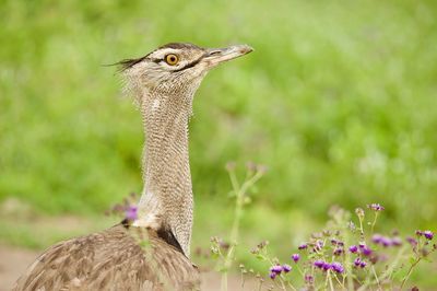 Close-up of a bird on a field