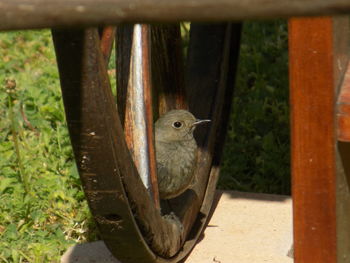 Close-up of squirrel on wood