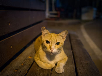 Portrait of cat sitting on park bench, chiang mai, thailand