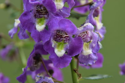 Close-up of purple flowers blooming outdoors