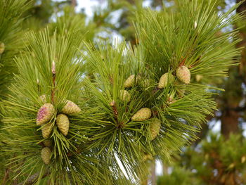 Close-up of pine tree