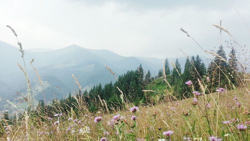 Purple flowers blooming on mountain