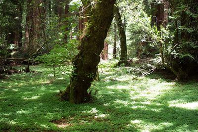 Trees in forest