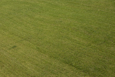 Full frame shot of green grass