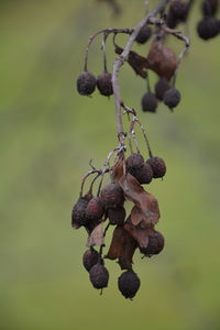 Close-up of rotten fruits on twigs