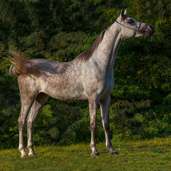 Horse standing in a field