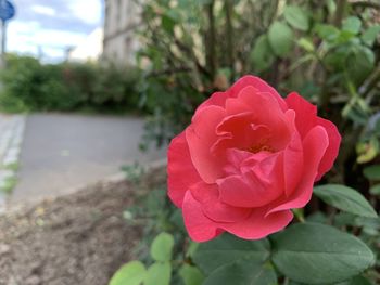 Close-up of pink rose