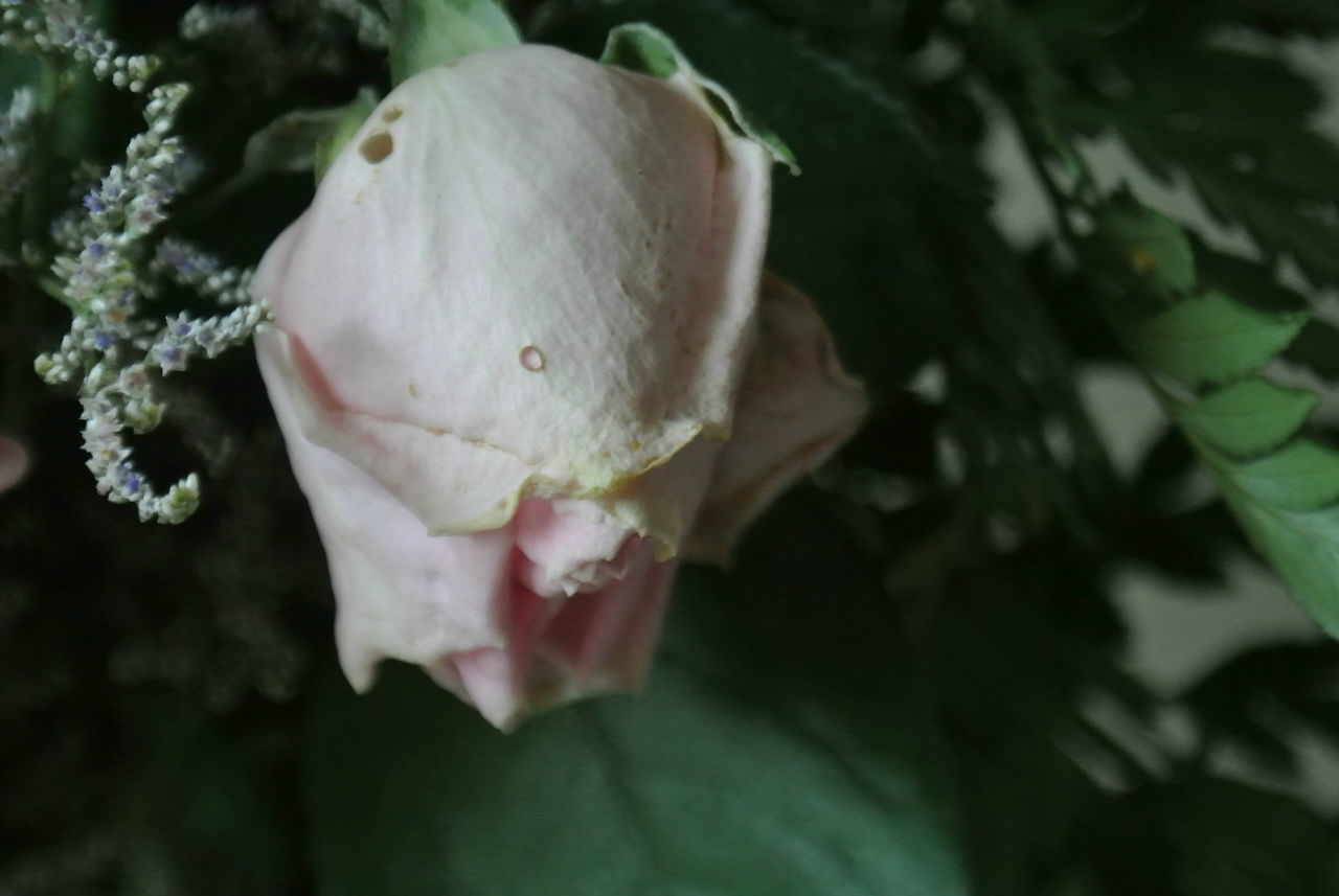 CLOSE-UP OF PINK ROSE PLANT