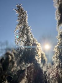 Close-up of frozen plant on land against sky