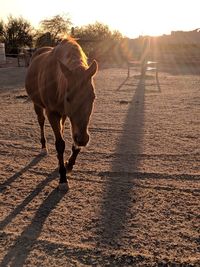 Horse standing on field