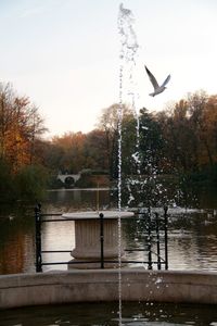 Swan flying over river against clear sky