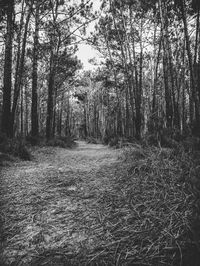 Footpath amidst trees in forest