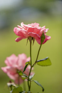 Close-up of pink flowering plant