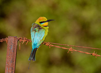 Close-up of bird perching on branch