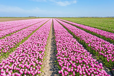 Aerial from blossoming tulip fields in the countryside from the netherlands