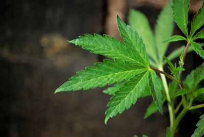 Close-up of fresh green leaves cannabis 