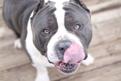 Close-up portrait of a dog