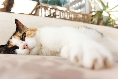 Close-up of cat sleeping