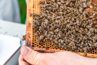 Close-up of bee on hand