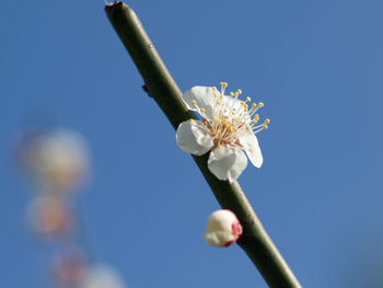 Low angle view of cherry blossom against clear blue sky