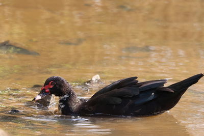 Duck swimming in lake