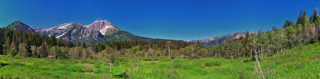 wilderness
