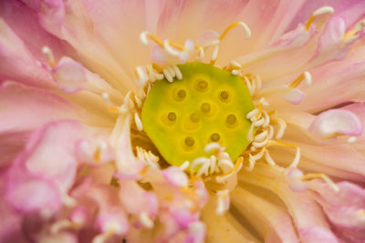 Close-up of honey bee on pink flower