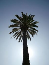 Low angle view of palm tree against clear blue sky