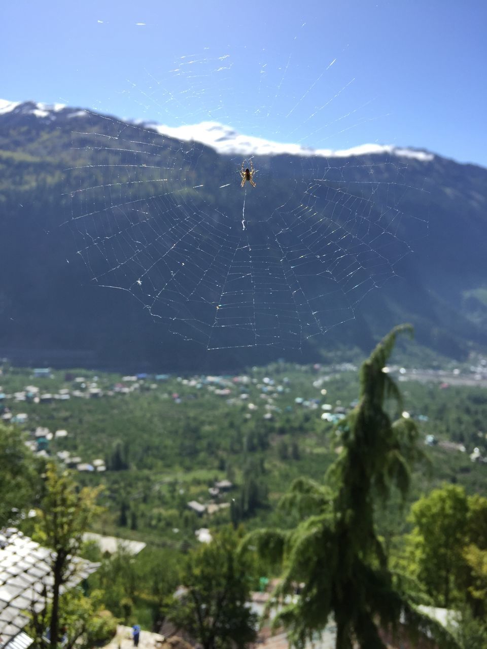 spider web, fragility, nature, sky, day, tree, close-up, beauty in nature, plant, mountain, focus on foreground, vulnerability, no people, animal themes, spider, one animal, animal, arachnid, outdoors, drop, web