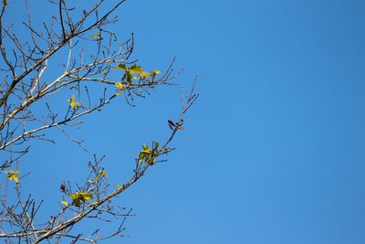 Low angle view of bare trees against clear blue sky