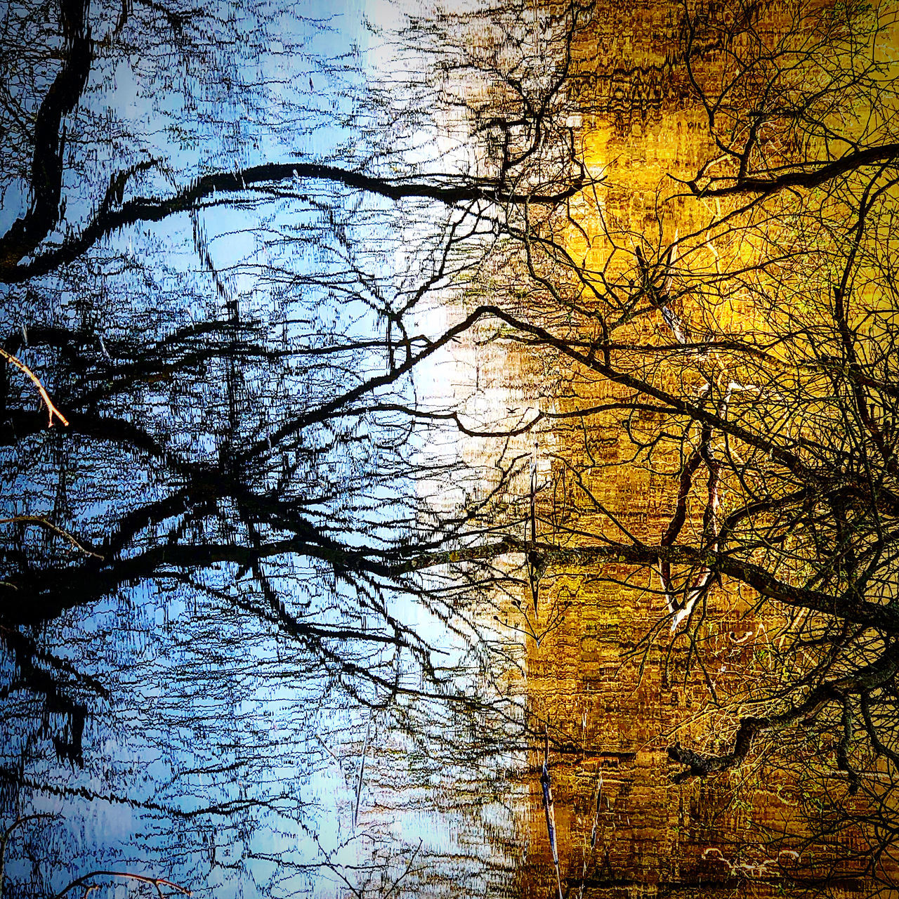 LOW ANGLE VIEW OF BARE TREES AGAINST SKY DURING AUTUMN