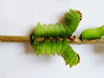 Close-up of prickly pear cactus