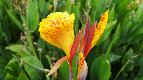 Close-up of yellow flowering plant