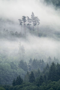 Trees in forest