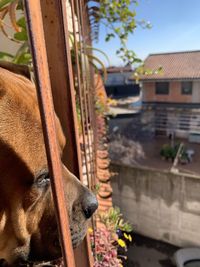 View of a horse in a building