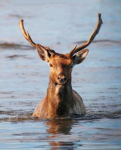 Portrait of deer