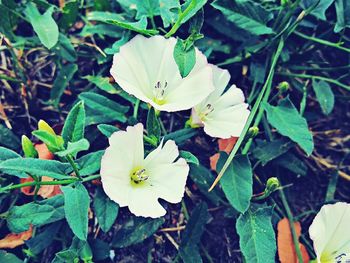 Close-up of white flower