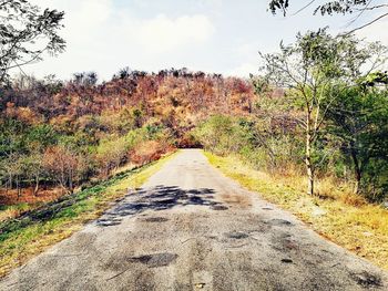 Road amidst plants against sky