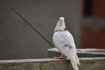 Close-up of bird perching on railing