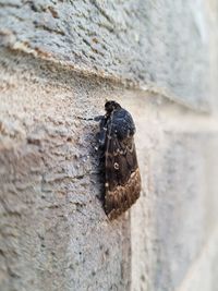Close-up of insect on wall
