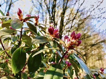 Close-up of pink flowering plant