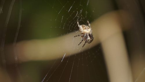 Close-up of spider on web