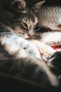 Cat sleeping with her kittens 